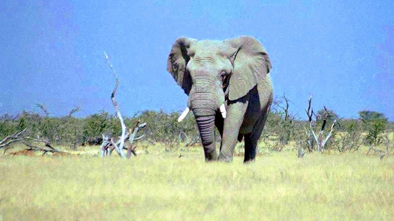 1024Elephant555 (16-9)